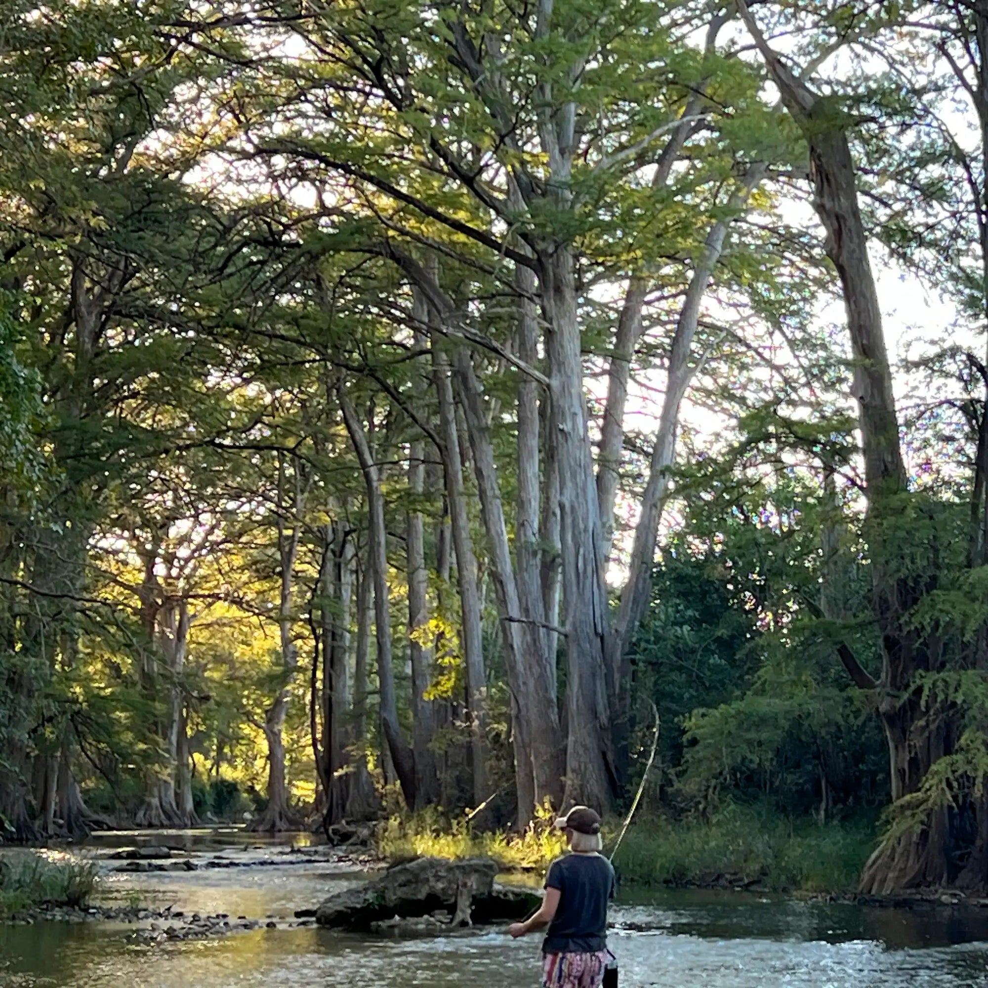 Female flyfishing in a serene forest stream with tall cypress trees and clear water.